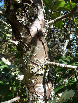 Tronc court à écorce jeune lisse puis crevassée en long et striée horizontalement. Agrandir dans une nouvelle fenêtre (ou onglet)