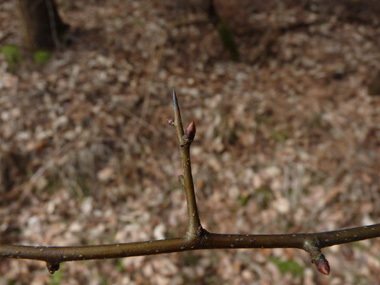 Jeunes rameaux bruns clairs ou parfois verdâtres, les rameaux latéraux étant souvent terminés par une pointe. Agrandir dans une nouvelle fenêtre (ou onglet)