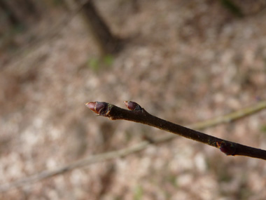 Bourgeons glabres, trapus à la base et partants en pointes. Agrandir dans une nouvelle fenêtre (ou onglet)