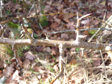 Jeunes rameaux bruns clairs ou parfois verdâtres, les rameaux latéraux étant souvent terminés par une pointe. Agrandir dans une nouvelle fenêtre (ou onglet)