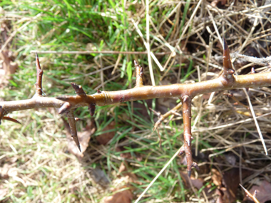 Jeunes rameaux bruns clairs ou parfois verdâtres, les rameaux latéraux étant souvent terminés par une pointe. Agrandir dans une nouvelle fenêtre (ou onglet)