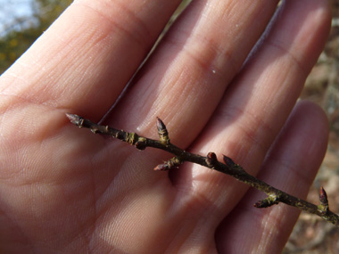 Bourgeons glabres, trapus à la base et partants en pointes. Agrandir dans une nouvelle fenêtre (ou onglet)