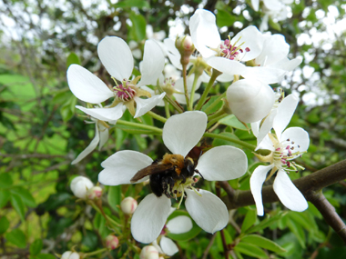 Fleurs blanches à étamines de couleur pourpre. Agrandir dans une nouvelle fenêtre (ou onglet)