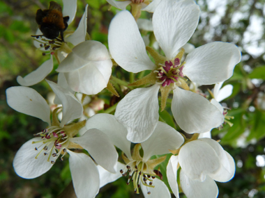 Fleurs blanches à étamines de couleur pourpre. Agrandir dans une nouvelle fenêtre (ou onglet)