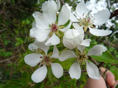 Fleurs blanches à étamines de couleur pourpre. Agrandir dans une nouvelle fenêtre (ou onglet)