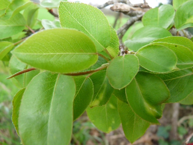 Feuilles caduques, alternes, denticulées (dotées de petites dents) et longuement pétiolées (le pétiole est souvent plus long que le limbe). Le limbe est ovale ou arrondi à la base mais terminé par par une pointe au sommet. Agrandir dans une nouvelle fenêtre (ou onglet)