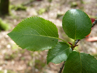 Feuilles caduques, alternes, denticulées (dotées de petites dents) et longuement pétiolées (le pétiole est souvent plus long que le limbe). Le limbe est ovale ou arrondi à la base mais terminé par par une pointe au sommet. Agrandir dans une nouvelle fenêtre (ou onglet)