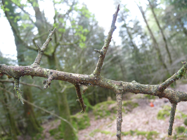 Jeunes rameaux bruns clairs ou parfois verdâtres, les rameaux latéraux étant souvent terminés par une pointe. Agrandir dans une nouvelle fenêtre (ou onglet)