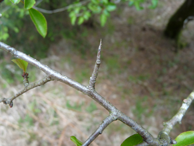 Jeunes rameaux bruns clairs ou parfois verdâtres, les rameaux latéraux étant souvent terminés par une pointe. Agrandir dans une nouvelle fenêtre (ou onglet)