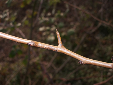 Jeunes rameaux bruns clairs ou parfois verdâtres, les rameaux latéraux étant souvent terminés par une pointe. Agrandir dans une nouvelle fenêtre (ou onglet)