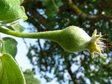 Fruits: Petites poires âpres longues de 3 à 4 cm. Agrandir dans une nouvelle fenêtre (ou onglet)