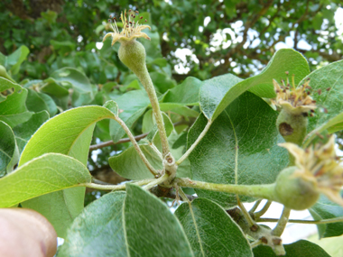 Fruits: Petites poires âpres longues de 3 à 4 cm. Agrandir dans une nouvelle fenêtre (ou onglet)