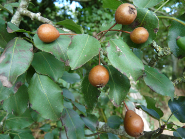 Fruits: Petites poires âpres longues de 3 à 4 cm. Agrandir dans une nouvelle fenêtre (ou onglet)