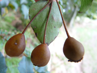 Fruits: Petites poires âpres longues de 3 à 4 cm. Agrandir dans une nouvelle fenêtre (ou onglet)