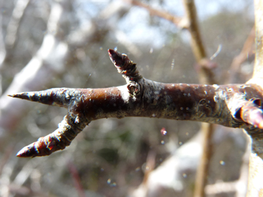 Bourgeons glabres, trapus à la base et partants en pointes. Agrandir dans une nouvelle fenêtre (ou onglet)