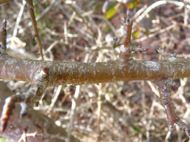 Jeunes rameaux bruns clairs ou parfois verdâtres, les rameaux latéraux étant souvent terminés par une pointe. Agrandir dans une nouvelle fenêtre (ou onglet)