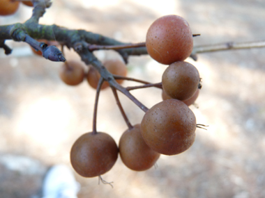 Fruits: Petites poires âpres longues de 3 à 4 cm. Agrandir dans une nouvelle fenêtre (ou onglet)