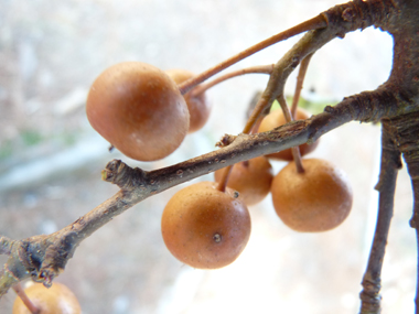 Fruits: Petites poires âpres longues de 3 à 4 cm. Agrandir dans une nouvelle fenêtre (ou onglet)