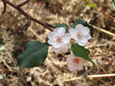 Fleurs blanches à étamines de couleur pourpre. Agrandir dans une nouvelle fenêtre (ou onglet)