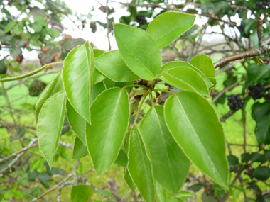 Feuilles caduques, alternes, denticulées (dotées de petites dents) et longuement pétiolées (le pétiole est souvent plus long que le limbe). Le limbe est ovale ou arrondi à la base mais terminé par par une pointe au sommet. Agrandir dans une nouvelle fenêtre (ou onglet)