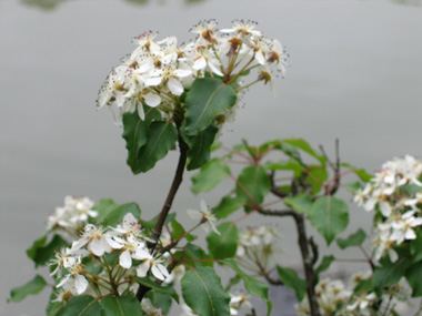 Fleurs blanches à étamines de couleur pourpre. Agrandir dans une nouvelle fenêtre (ou onglet)