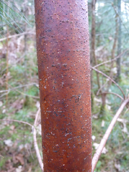 Tronc à l'écorce d'abord lisse et verte quand l'arbre est jeune puis devenant brune et crevassée en prenant de l'âge. Agrandir dans une nouvelle fenêtre (ou onglet)