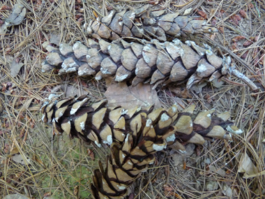 Cônes très allongés allant jusque 20 cm de long et pendants à maturité. Agrandir dans une nouvelle fenêtre (ou onglet)