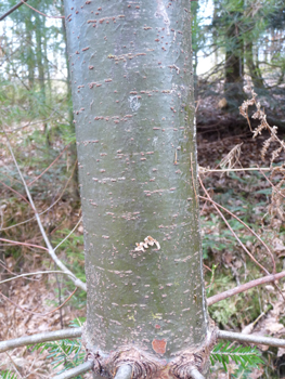 Tronc à l'écorce d'abord lisse et verte quand l'arbre est jeune puis devenant brune et crevassée en prenant de l'âge. Agrandir dans une nouvelle fenêtre (ou onglet)