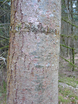 Tronc à l'écorce d'abord lisse et verte quand l'arbre est jeune puis devenant brune et crevassée en prenant de l'âge. Agrandir dans une nouvelle fenêtre (ou onglet)