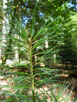 Fines et molles aiguilles, de longueur moyenne (5 à 15 cm) et groupées par 5. Agrandir dans une nouvelle fenêtre (ou onglet)