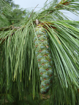 Cônes très allongés allant jusque 20 cm de long et pendants à maturité. Agrandir dans une nouvelle fenêtre (ou onglet)