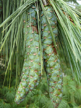 Cônes très allongés allant jusque 20 cm de long et pendants à maturité. Agrandir dans une nouvelle fenêtre (ou onglet)