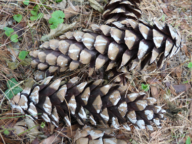 Cônes très allongés allant jusque 20 cm de long et pendants à maturité. Agrandir dans une nouvelle fenêtre (ou onglet)