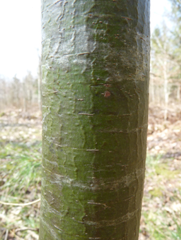 Tronc à l'écorce d'abord lisse et verte quand l'arbre est jeune puis devenant brune et crevassée en prenant de l'âge. Agrandir dans une nouvelle fenêtre (ou onglet)