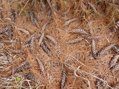 Cônes très allongés allant jusque 20 cm de long et pendants à maturité. Agrandir dans une nouvelle fenêtre (ou onglet)