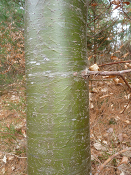 Tronc à l'écorce d'abord lisse et verte quand l'arbre est jeune puis devenant brune et crevassée en prenant de l'âge. Agrandir dans une nouvelle fenêtre (ou onglet)