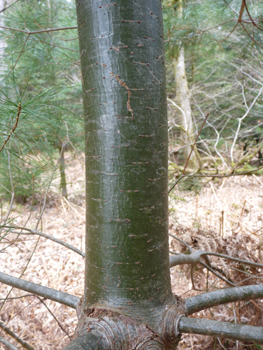 Tronc à l'écorce d'abord lisse et verte quand l'arbre est jeune puis devenant brune et crevassée en prenant de l'âge. Agrandir dans une nouvelle fenêtre (ou onglet)