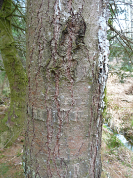 Tronc à l'écorce d'abord lisse et verte quand l'arbre est jeune puis devenant brune et crevassée en prenant de l'âge. Agrandir dans une nouvelle fenêtre (ou onglet)