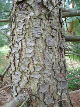 Tronc à l'écorce d'abord lisse et verte quand l'arbre est jeune puis devenant brune et crevassée en prenant de l'âge. Agrandir dans une nouvelle fenêtre (ou onglet)