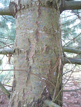 Tronc à l'écorce d'abord lisse et verte quand l'arbre est jeune puis devenant brune et crevassée en prenant de l'âge. Agrandir dans une nouvelle fenêtre (ou onglet)