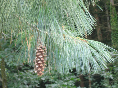 Fines et molles aiguilles, de longueur moyenne (5 à 15 cm) et groupées par 5. Agrandir dans une nouvelle fenêtre (ou onglet)