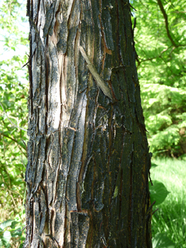 Écorce se détachant en lanières. Agrandir dans une nouvelle fenêtre (ou onglet)