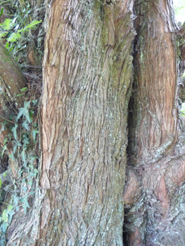 Écorce se détachant en lanières. Agrandir dans une nouvelle fenêtre (ou onglet)