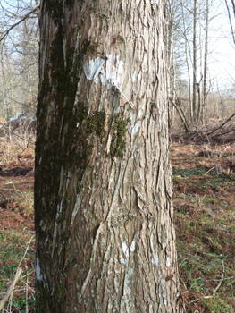 Écorce se détachant en lanières. Agrandir dans une nouvelle fenêtre (ou onglet)