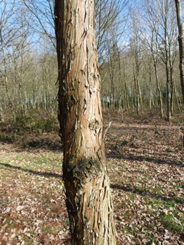 Écorce se détachant en lanières. Agrandir dans une nouvelle fenêtre (ou onglet)