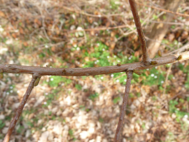 Rameaux alternes d'abord verts puis bruns. certains sont courts et caducs et d'autres longs et persistants. Agrandir dans une nouvelle fenêtre (ou onglet)