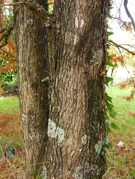 Écorce se détachant en lanières. Agrandir dans une nouvelle fenêtre (ou onglet)