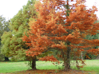 Couleurs cuivrées à l'automne. Agrandir dans une nouvelle fenêtre (ou onglet)