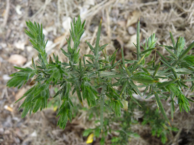 Feuilles transformées en longues (2-4 cm) épines striées vert clair, ramifiées sur plusieurs étages et dépassant largement les fleurs.  Agrandir dans une nouvelle fenêtre (ou onglet)