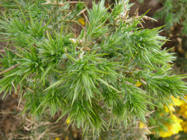 Feuilles transformées en longues (2-4 cm) épines striées vert clair, ramifiées sur plusieurs étages et dépassant largement les fleurs. Agrandir dans une nouvelle fenêtre (ou onglet)